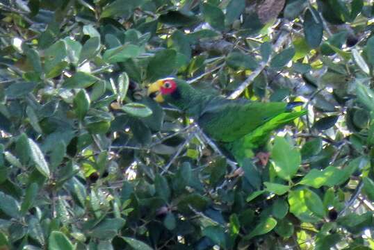 صورة Amazona xantholora (Gray & GR 1859)