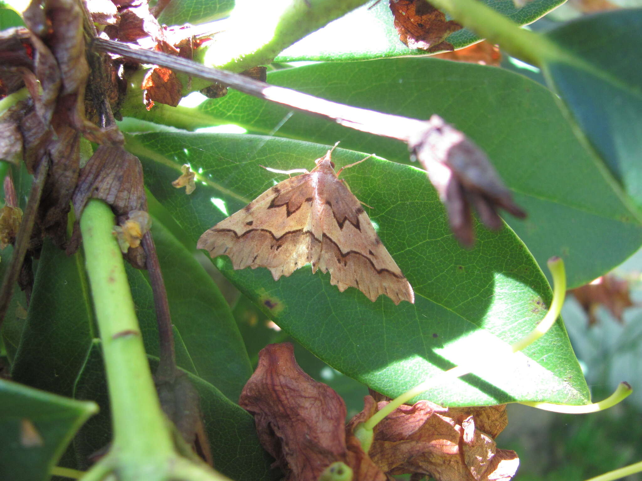 Image of zigzag fern looper