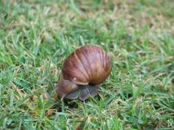 Image of Giant African Snail