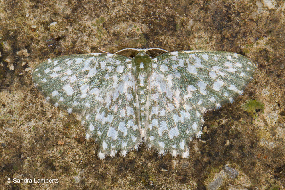 Image of Berta tridentijuxta Holloway 1996