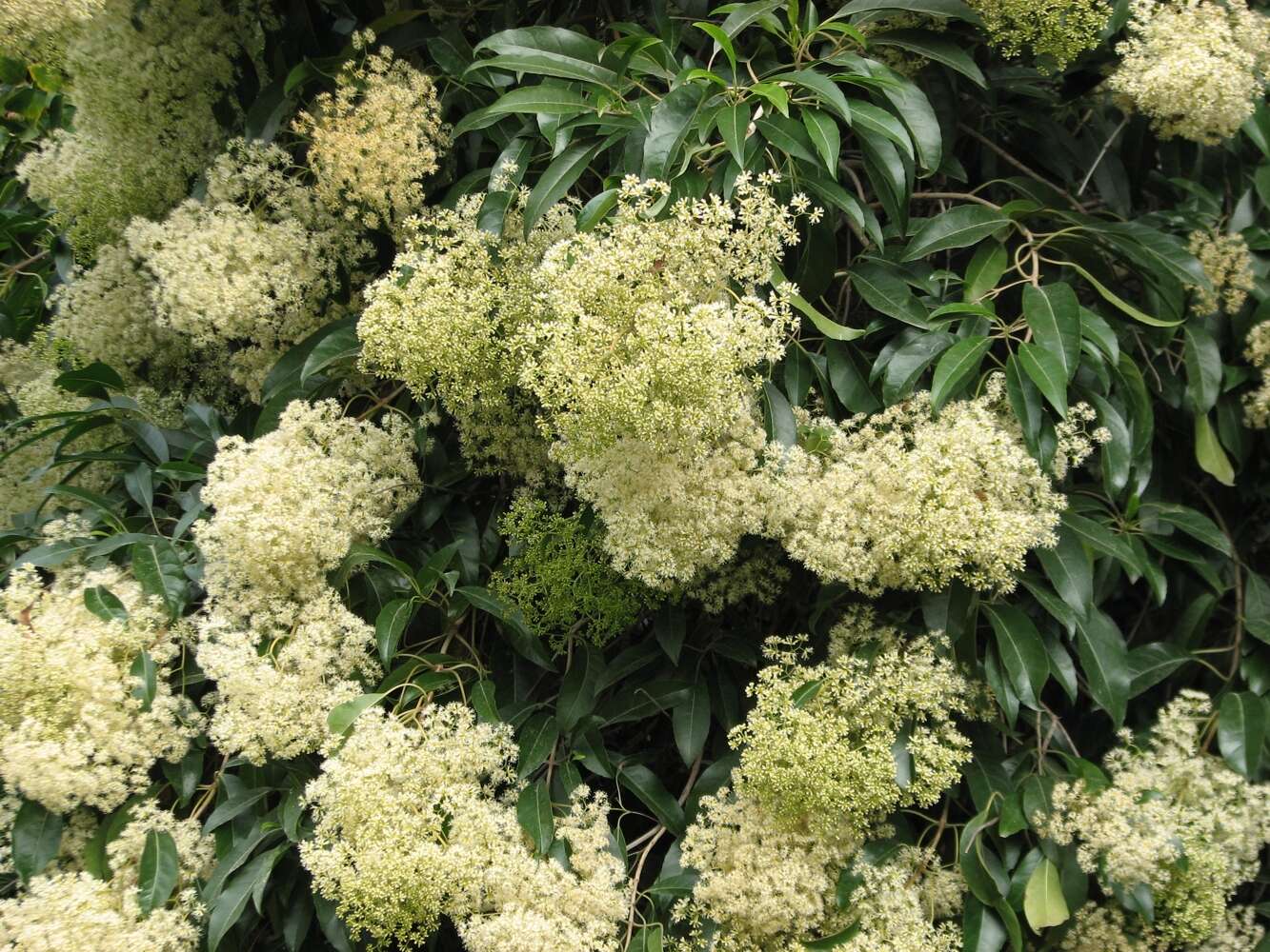 Image of Wild elder