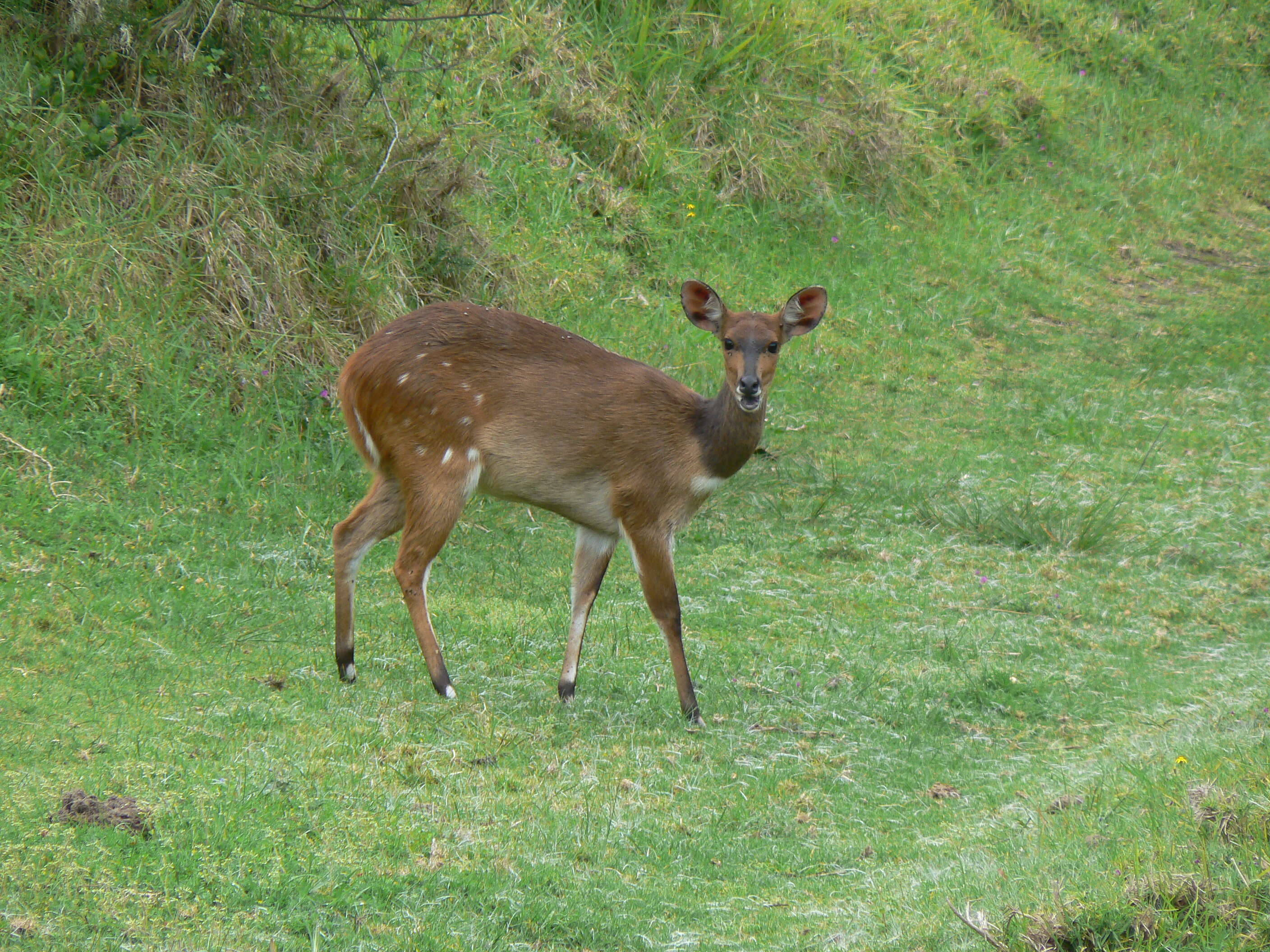 Image of Tragelaphus sylvaticus