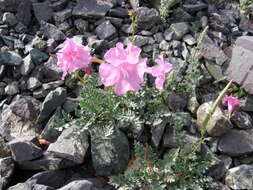 Image of Incarvillea potaninii Batalin