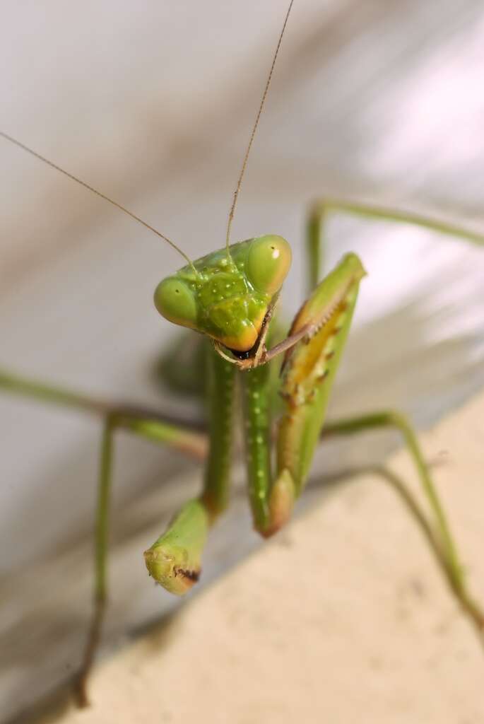 Plancia ëd Mantis