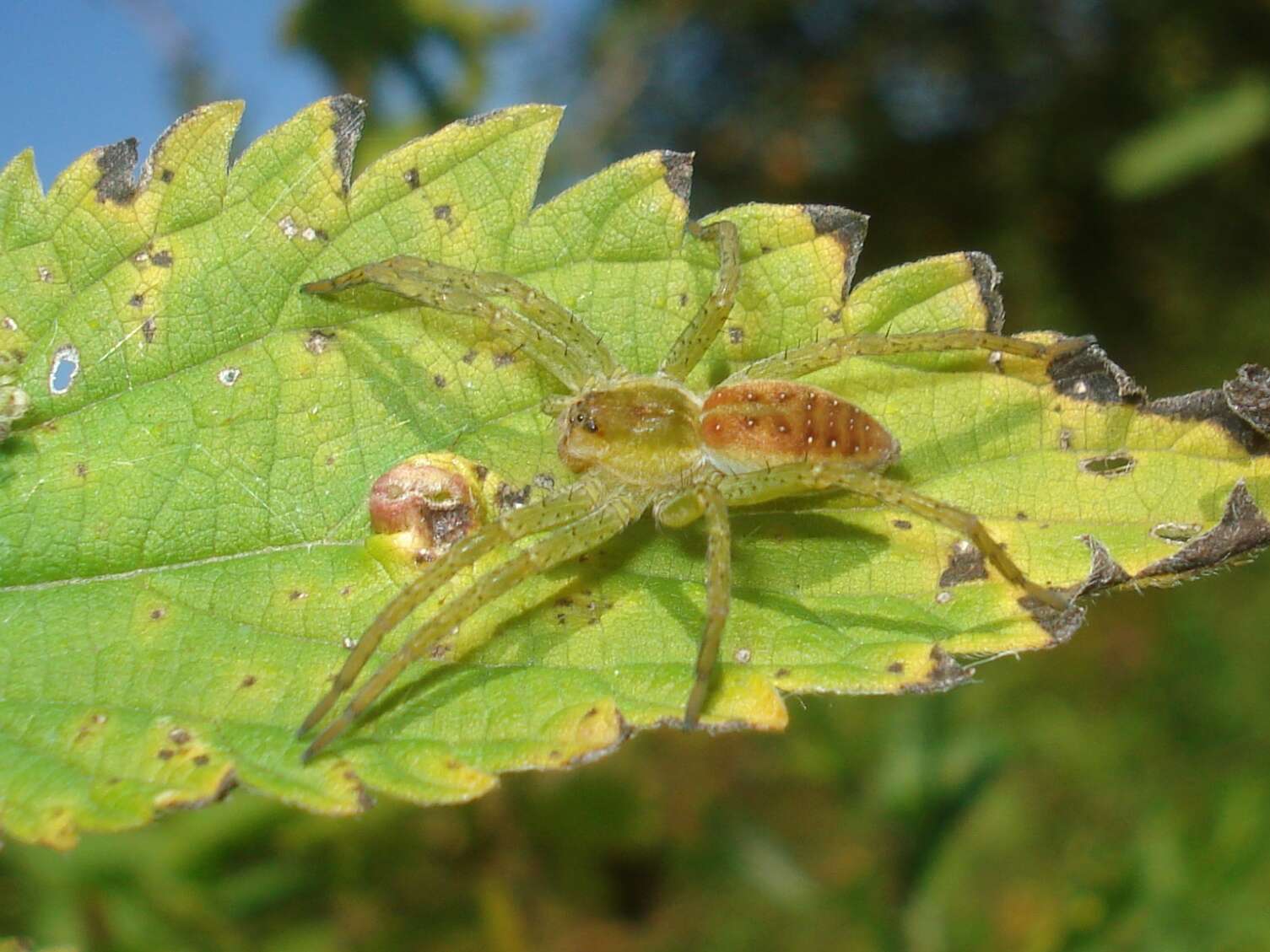 Image of Raft spider