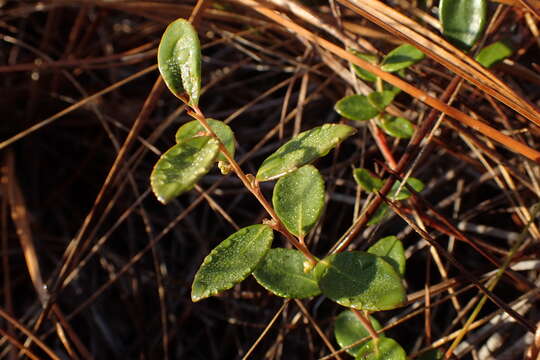 Vaccinium crassifolium Andr. resmi