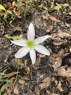 Image of Pineland Zephyr-Lily
