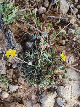 Image of Helianthemum cinereum subsp. rotundifolium (Dunal) Greuter & Burdet