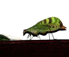 Image of Leptoderes ornatipennis Serville 1838