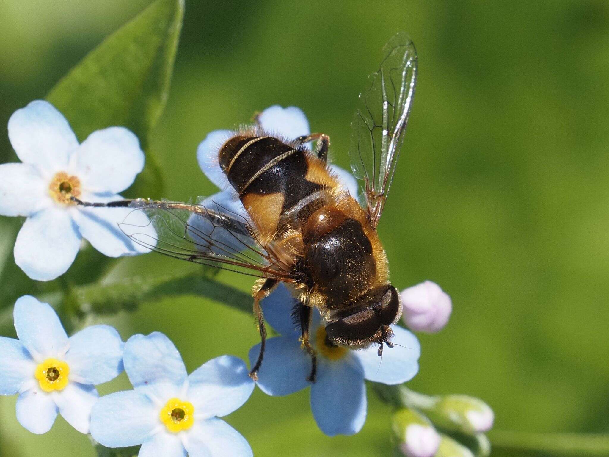 Image of Eristalis jugorum Egger 1858