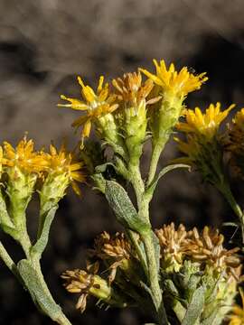 Image of Isocoma menziesii var. menziesii