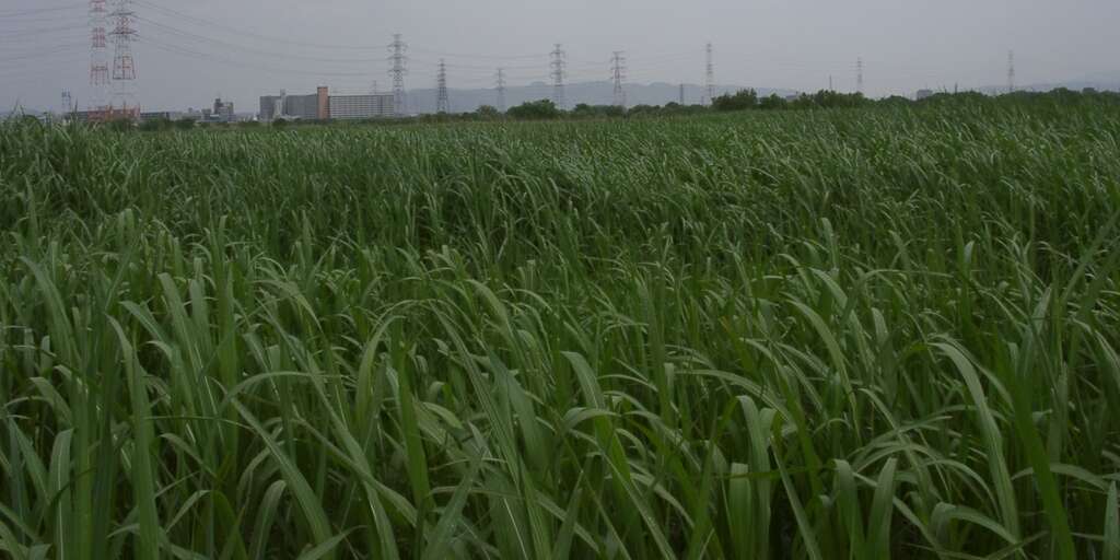 Imagem de Miscanthus sacchariflorus (Maxim.) Benth. & Hook. fil. ex Franch.