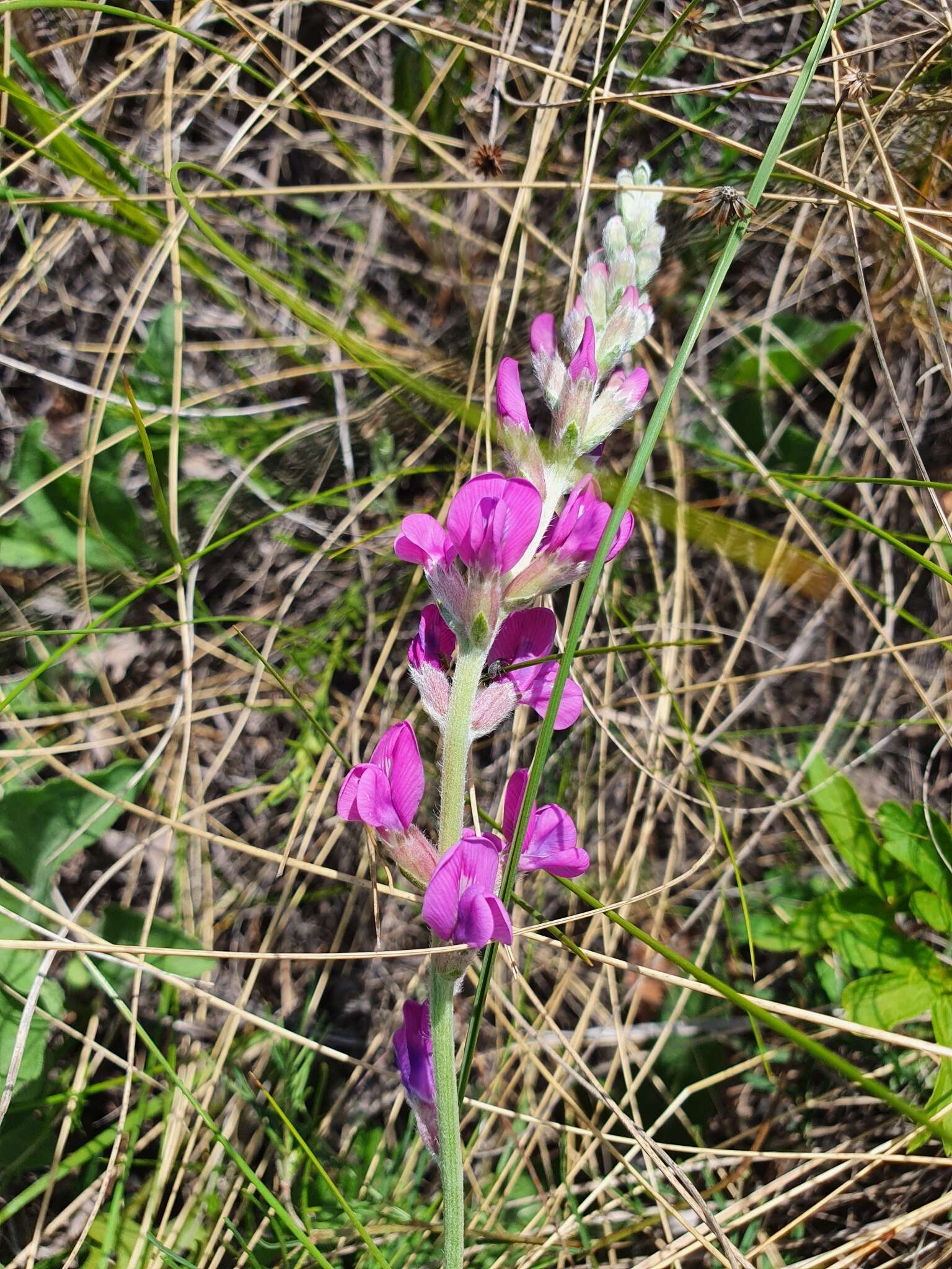 Image of Oxytropis knjazevii