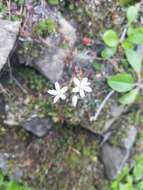 Image of Matted Saxifrage