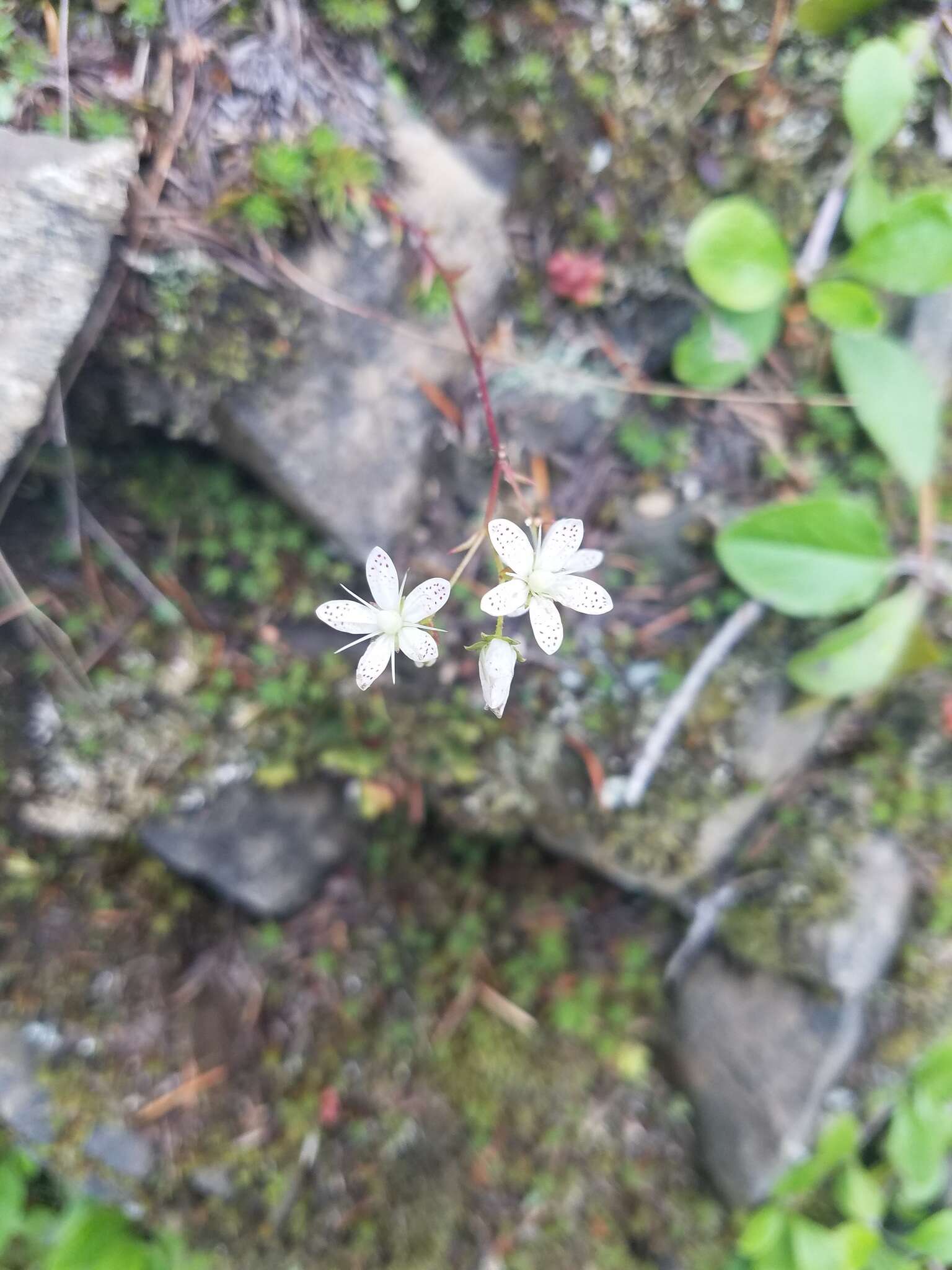 Image of Matted Saxifrage