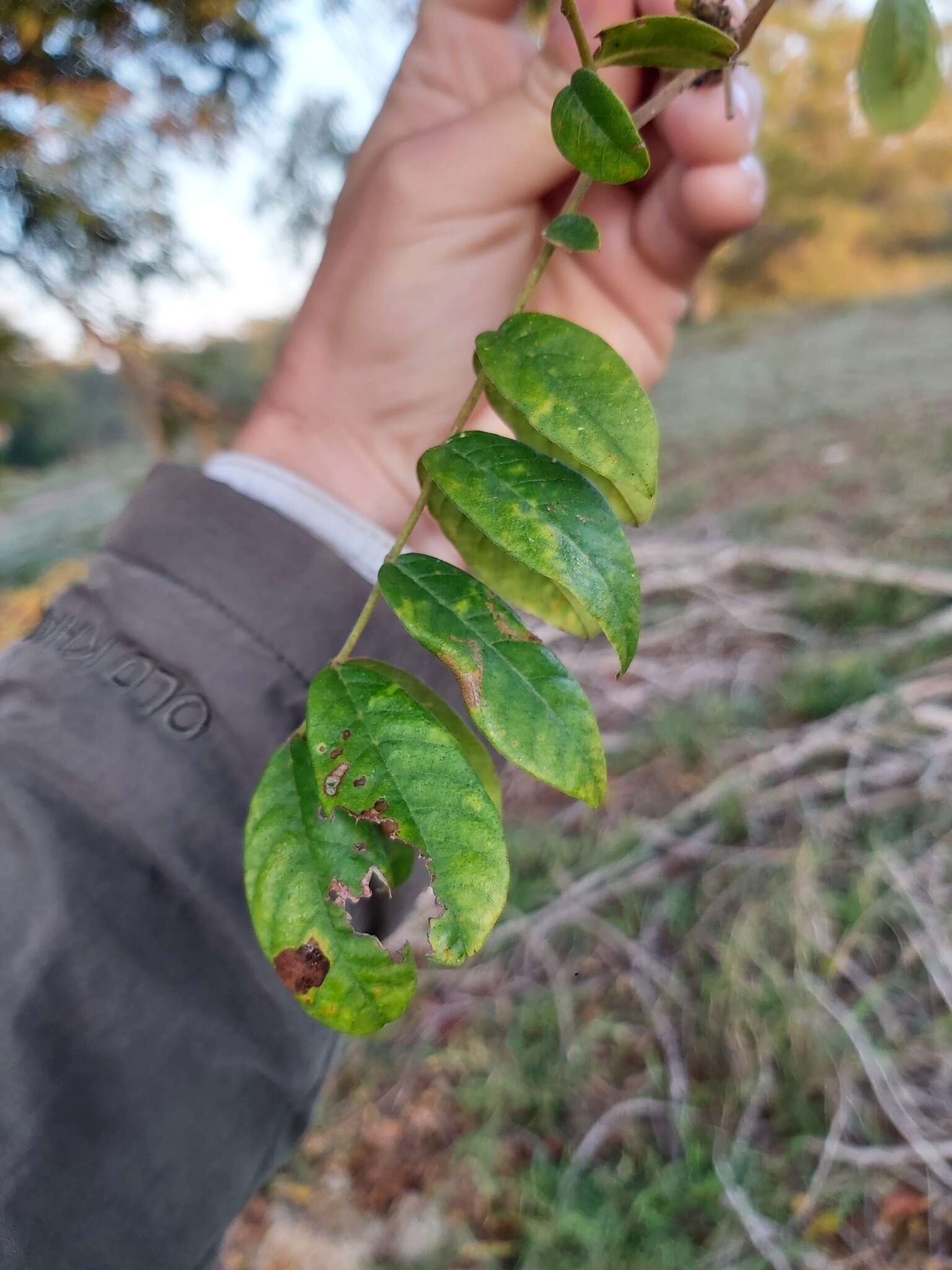 Plancia ëd Xylia torreana Brenan