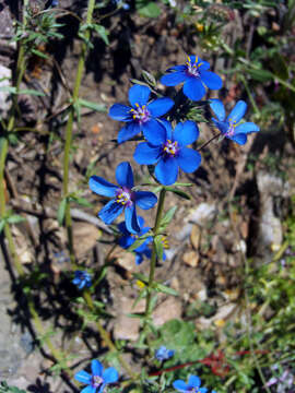 Image of Scarlet pimpernel