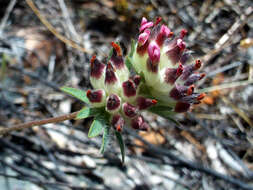 Слика од Anthyllis vulneraria L.