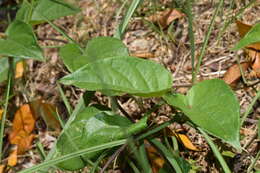 Image de Puccinia paederiae (Dietel) Gorlenko 1970