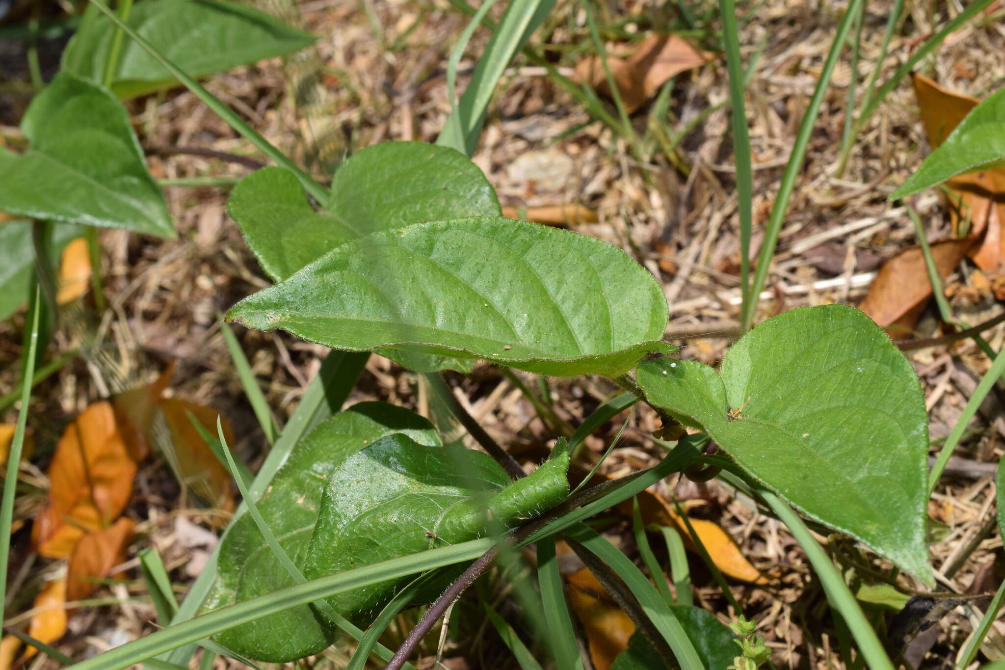 Image de Puccinia paederiae (Dietel) Gorlenko 1970