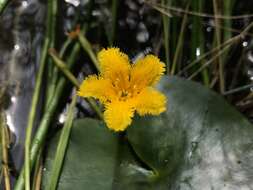 Image of Nymphoides fallax Ornduff