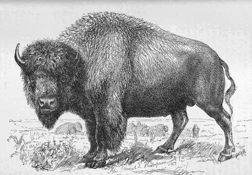 Image of American Bison