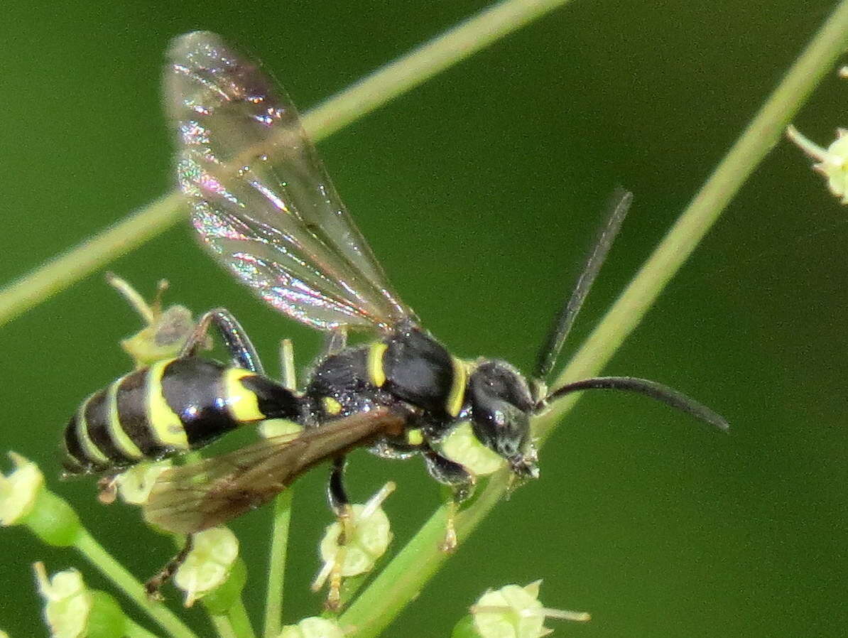 Image of Gorytes atricornis Packard 1867