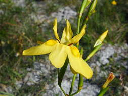 Image of Cape tulip