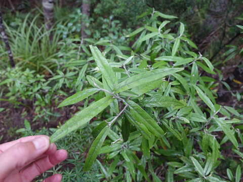 Imagem de Corokia buddleioides A. Cunn.