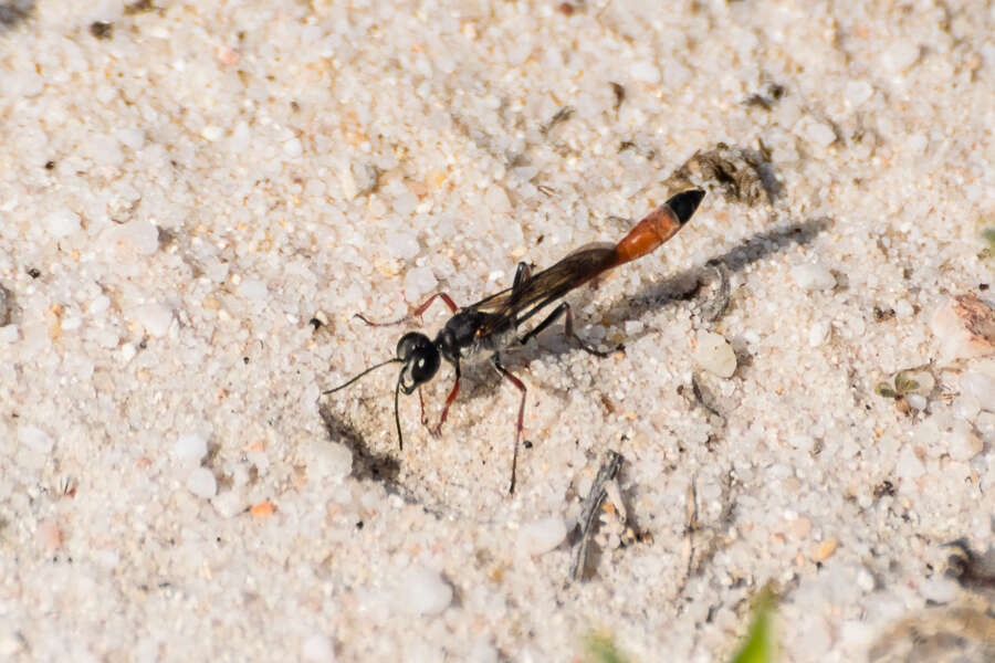 Imagem de Ammophila heydeni Dahlbom 1845