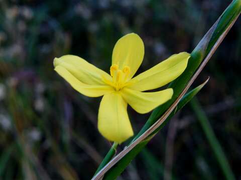 Image of Cape tulip