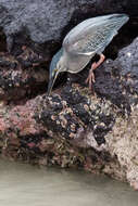 Image de Héron des Galapagos