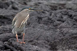 Image de Héron des Galapagos