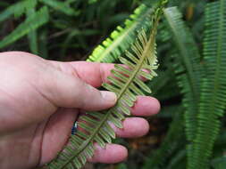 Image of Mexican Umbrella Fern