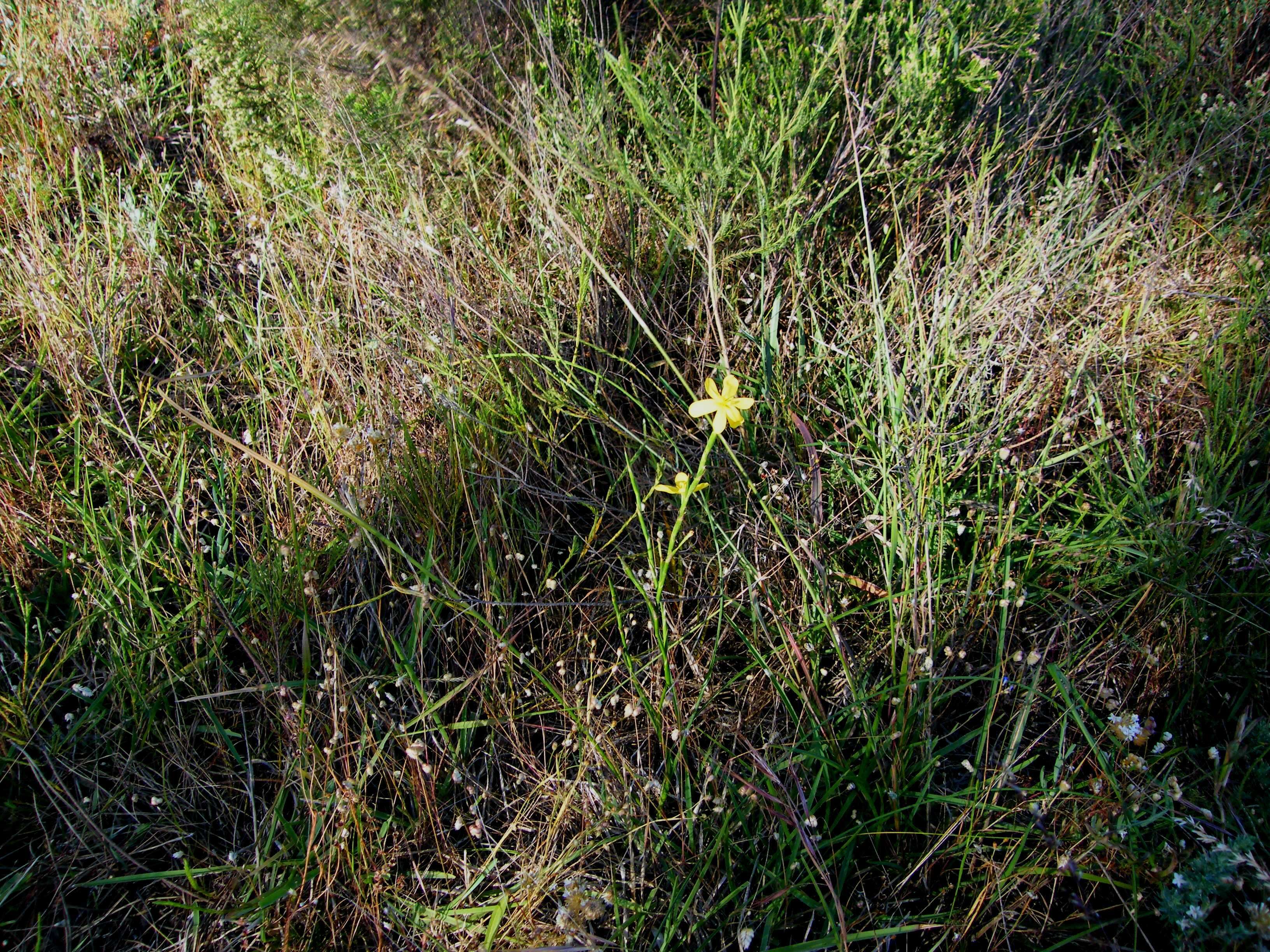 Image of Moraea lewisiae (Goldblatt) Goldblatt