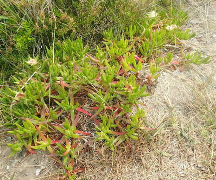 Imagem de Carpobrotus edulis subsp. edulis