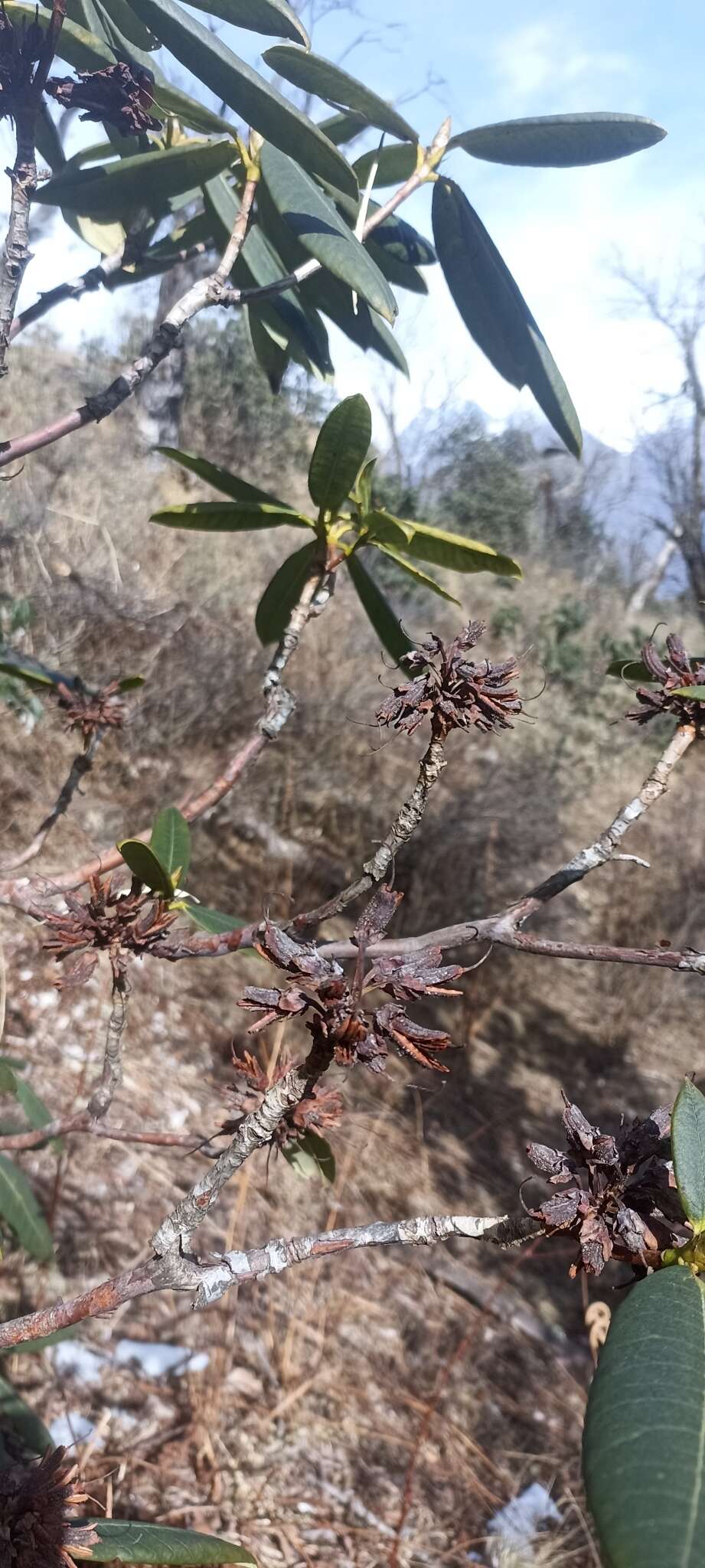 Image of Rhododendron barbatum Wall. ex G. Don