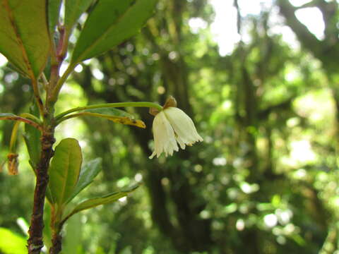 Image of Crinodendron brasiliense Reitz & L. B. Smith