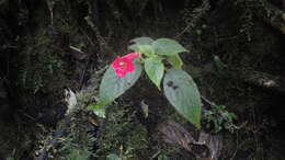 Image de Kohleria grandiflora L. P. Kvist & L. E. Skog