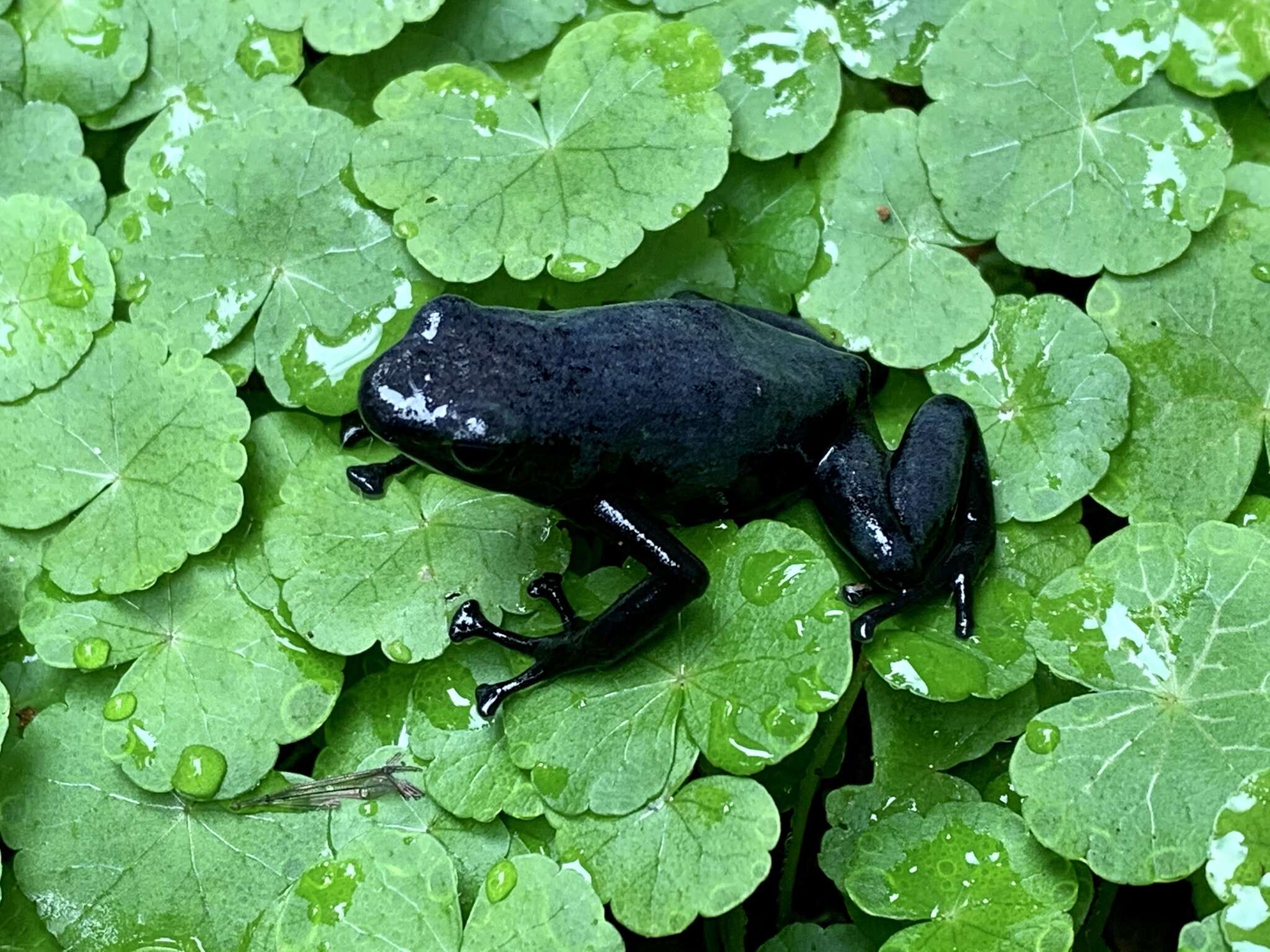 Image of Splashback Poison Frog