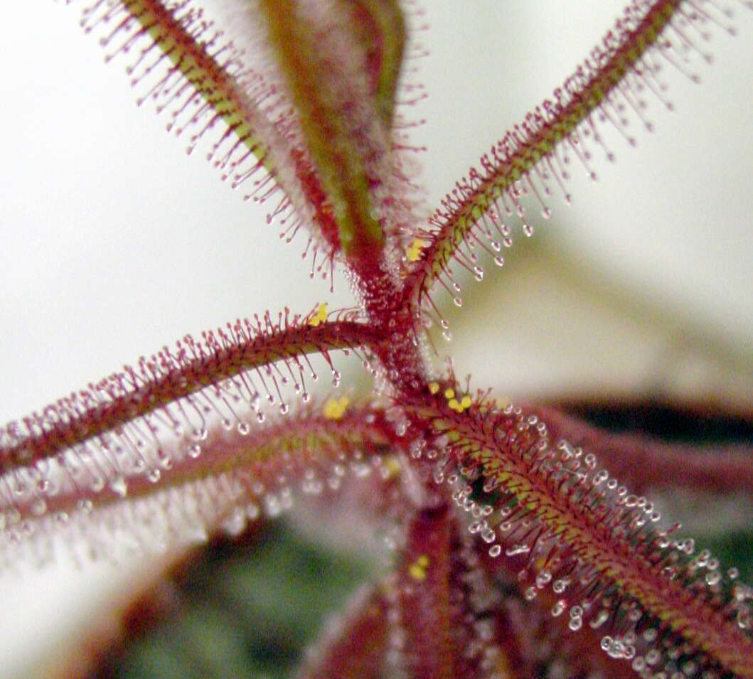 صورة Drosera hartmeyerorum Schlauer