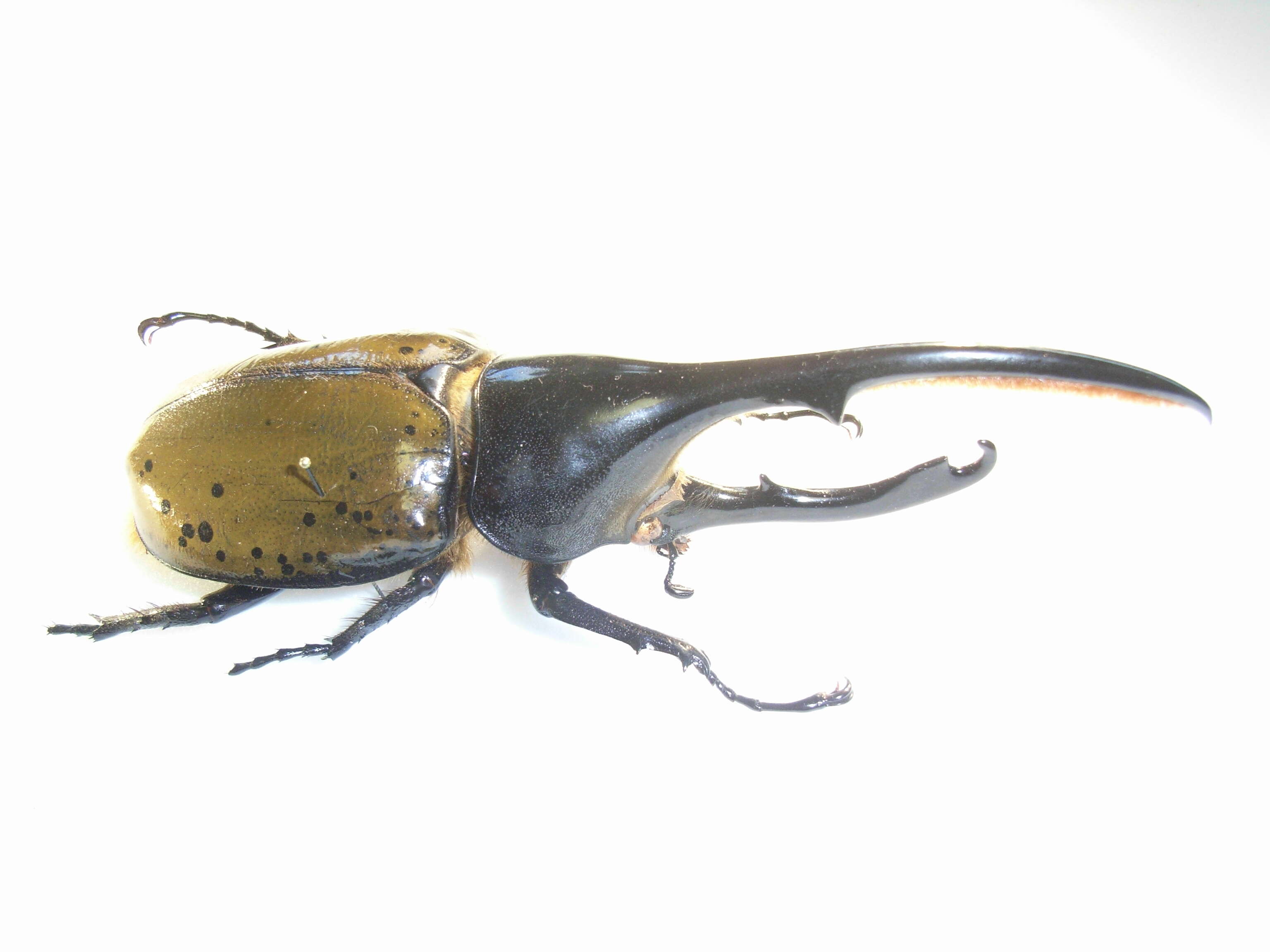 Image of Hercules Beetle