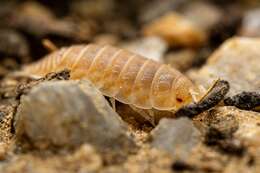 Image of Isopod