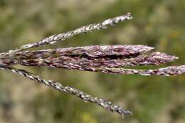 Image of Digitaria tricholaenoides Stapf