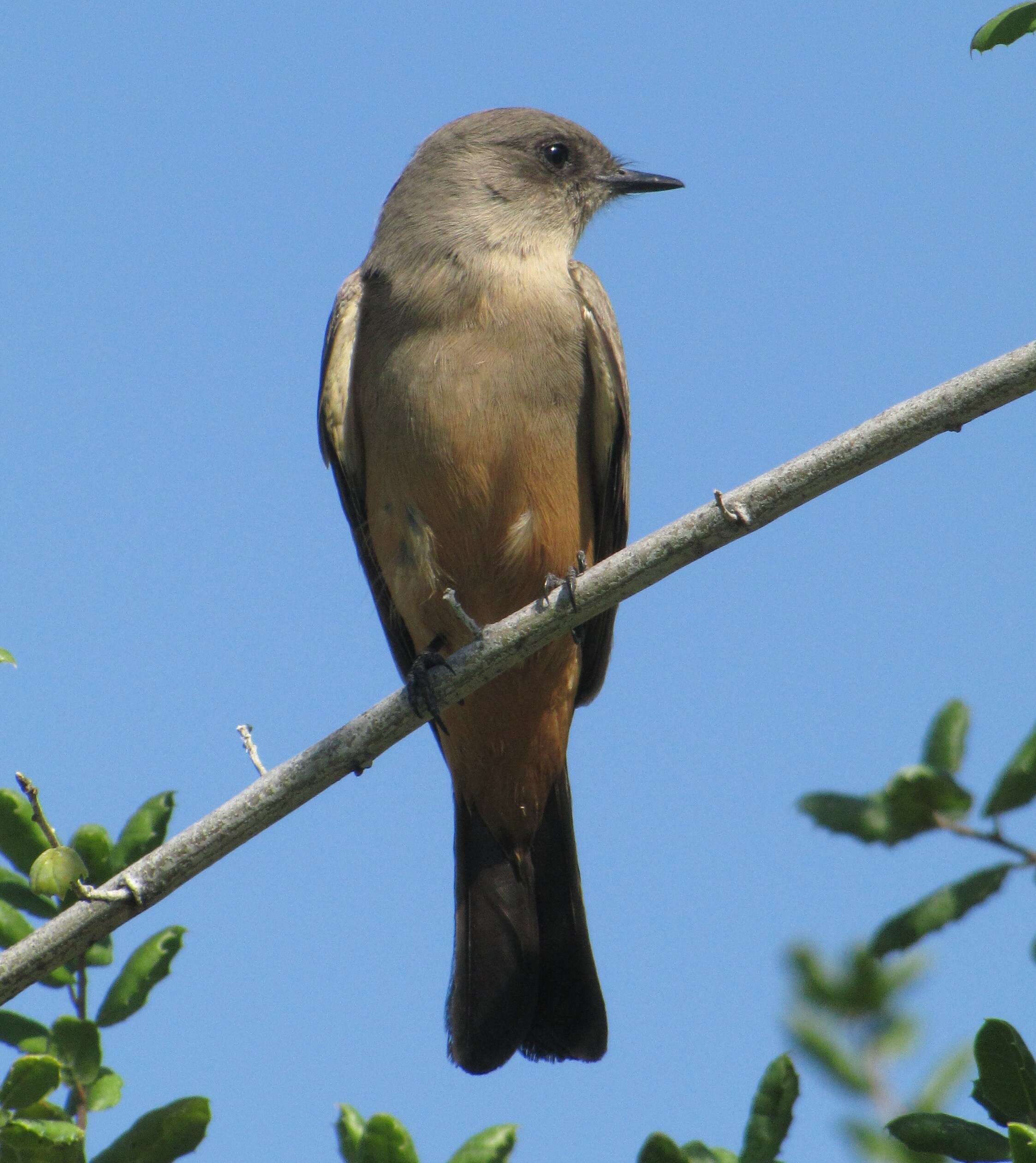 Image of Say's Phoebe