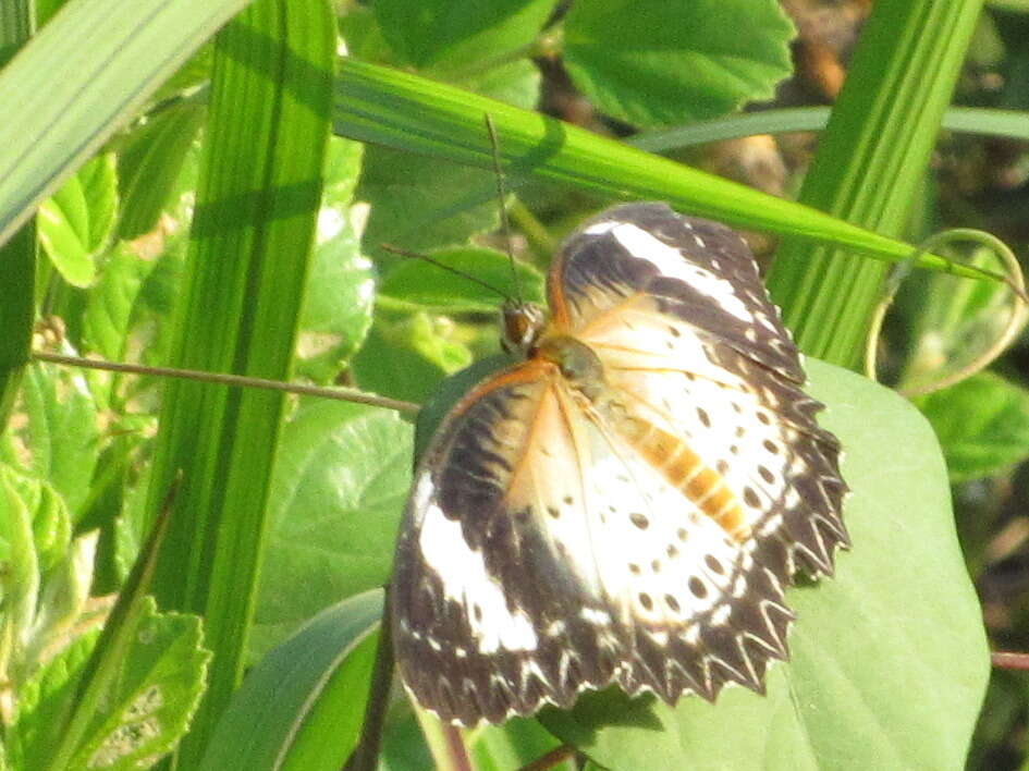 Cethosia cyane euanthes Fruhstorfer 1912 resmi