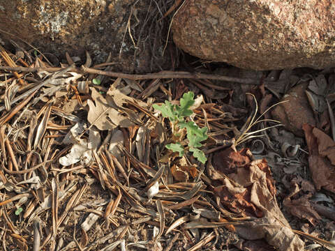 Image of Iberian white oak