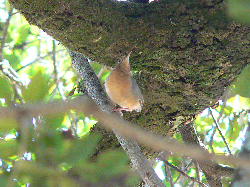 Image of Red-faced Crombec