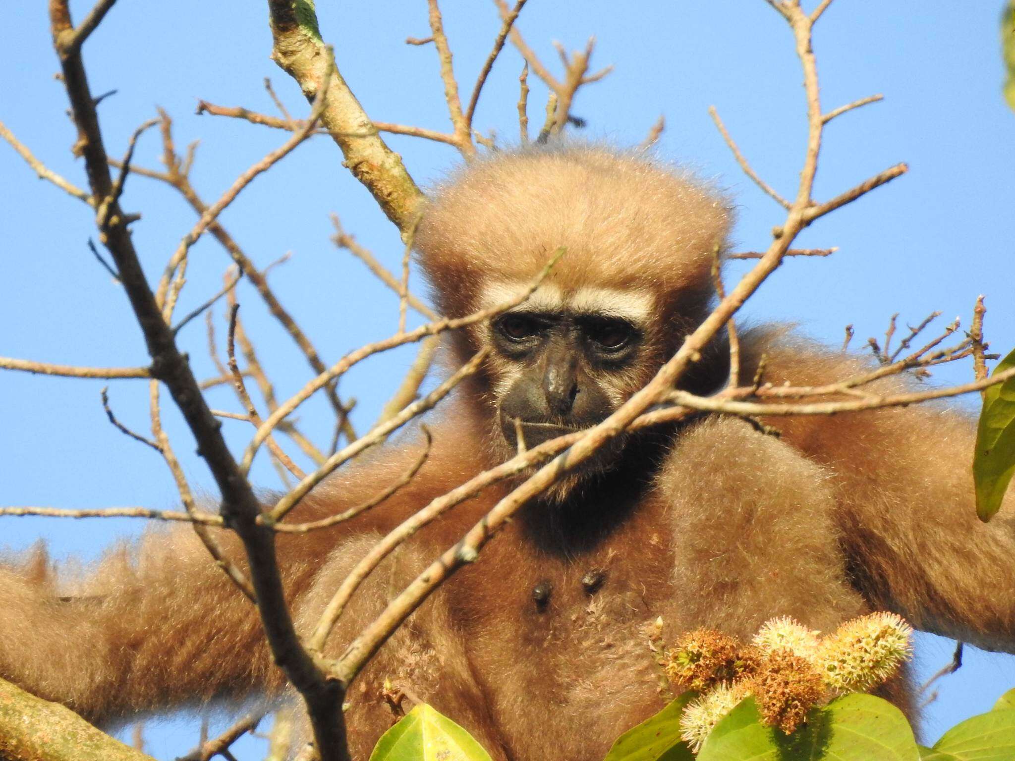 Image of Hoolock Gibbon