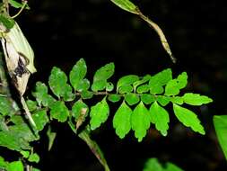 Image of Pilea imparifolia Wedd.